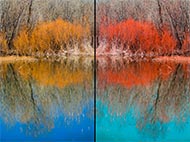 Infrared by Vallarie Enriquez Palms